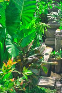 a garden with a bunch of green plants at Ume Sita Villa and Homestay in Ubud