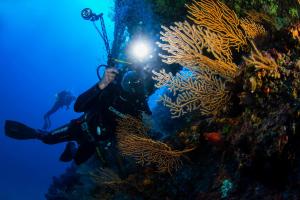 a diver taking a picture of a coral reef at Camping Villaggio Nettuno in Nerano