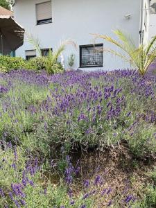 un campo de flores púrpuras delante de una casa en Apartment mit Wintergarten und Terrasse in ruhiger Lage im schönen Taunus, en Glashütten