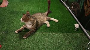 un gatto sdraiato sull'erba in giardino di MIMPIMOON Bunk Beds & Home a Pantai Cenang