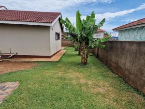 una pequeña palmera en un patio junto a una valla en Inviting 3-Bed House in Bulawayo, en Bulawayo