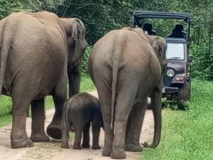 Altri animali domestici presso l'affittacamere o nei dintorni
