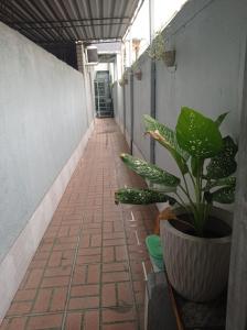 a plant in a pot sitting next to a walkway at KITNET MOBILIADA - PENHA in Rio de Janeiro