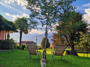 a cat standing between two chairs in a yard at Foresteria Villa Simona in Colico