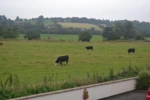 a herd of cattle grazing on a lush green field at The Lilacs in Ashbourne
