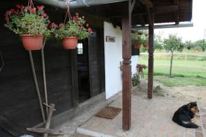 Domácí mazlíčci ubytovaní s hosty v ubytování Farmica, Bed&Breakfast, Bazen izdvojen nekoliko minuta hoda