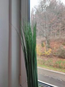 eine grüne Pflanze, die in einem Fensterbrett sitzt in der Unterkunft Room in Guest room - Pension Forelle - double room no01 in Forbach