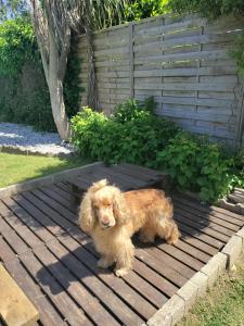 einem kleinen braunen Hund, der auf einem Holzdeck sitzt in der Unterkunft Chambre d hôte des Abers in Lannilis