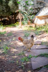 Fotografie z fotogalerie ubytování La Ferme des Tipis Marrakech v Marrákéši + 11 fotografií