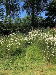 a field of white flowers in the grass at Reestdal Cottage in De Wijk