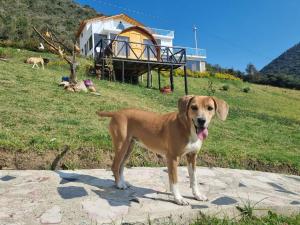 瓜塔維塔的住宿－Encanto Dorado，一只棕色的狗站在房子前面的岩石上