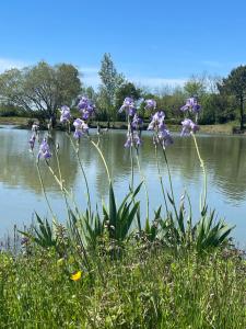 Banda fioletowych kwiatów przed jeziorem w obiekcie l'Héberge du Lac d'Isachris (Médoc) w mieście Queyrac