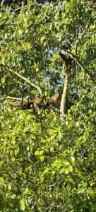 dos pájaros sentados en las ramas de un árbol en Villa Congos, en Delicias