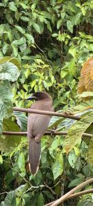 a bird sitting on a branch in a bush at Villa Congos in Delicias