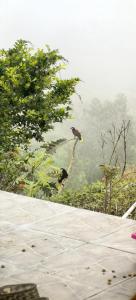 zwei auf einem Baum thronende Vögel in der Unterkunft Villa Congos in Delicias