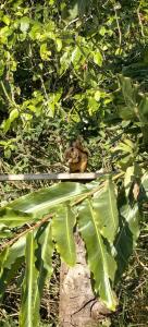 a bird sitting on top of a banana tree at Villa Congos in Delicias