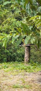 a bird sitting on top of a tree stump at Villa Congos in Delicias