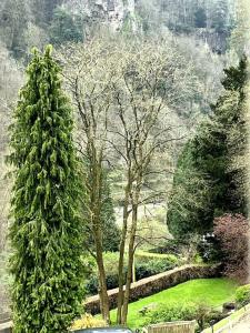 a group of trees in a park next to a fence at 10 Wye Rapids Cottages in Symonds Yat