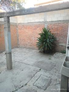 a patio with a plant in front of a brick wall at hermoso departamento un lugar para descansar 2 in Tlaxcala de Xicohténcatl