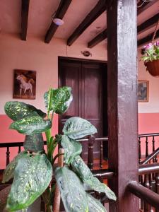 a green plant in a room with a staircase at Hostal Juana de Arco in Quito