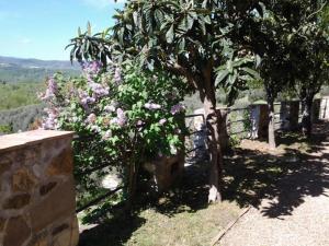 drzewo z fioletowymi kwiatami na płocie w obiekcie Agriturismo Fattoio alle Ripe w mieście Pelago