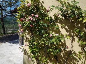 un arbusto de flores rosas al lado de una pared en Agriturismo Fattoio alle Ripe, en Pelago