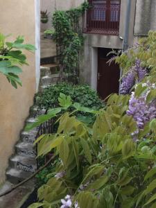 a garden with green plants and a building at La petite Glycine in Sérignan