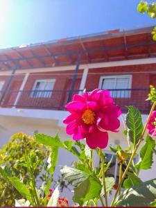 uma flor rosa em frente a um edifício em Hospedaje Las Dalias em San José