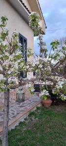 un árbol florido delante de una casa en Il Melograno, en Guidonia