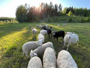 a herd of sheep standing in a field at Lammastilan laavu - Lean to Inarin tila in Salo