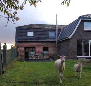 two sheep standing in the yard of a house at NiBo Hof - Ruhig und verkehrsgünstig in Goch