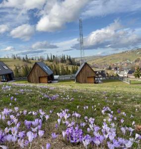 Un campo de flores moradas en un campo con edificios. en Bystre DOMKI, en Nowe Bystre