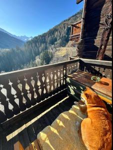 an orange cat sitting on a bench looking at the mountains at Un nid au paradis - Chalet traditionnel avec beaucoup de cachet in Mayoux