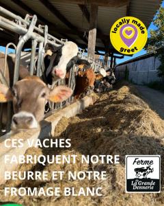 un grupo de vacas en un granero comiendo heno en greet hôtel restaurant Angoulême Ouest, en Saint-Yrieix-sur-Charente
