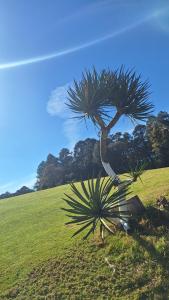 een palmboom in het midden van een veld bij Cabañas Keikary in Valle de Bravo