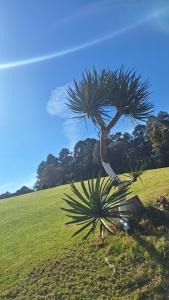 a palm tree in the middle of a field at Cabañas Keikary in Valle de Bravo