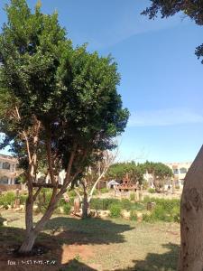 a tree in the middle of a field at Oasis Panorama Hotel in Bawiti