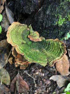 a decaying plant on the ground next to a tree at Wood Loft the Forest Espectacular loft de madera. in Valle de Bravo