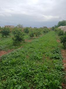 Dar limoune في مراكش: ميدان محاصيل فيه اشجار وشجيرات