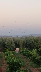 Dar limoune في مراكش: مجموعة من الطائرات الورقية تطير في السماء فوق مزارع العنب