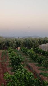 Dar limoune في مراكش: حقل من النباتات والطيور تطير في السماء