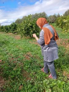 Dar limoune في مراكش: امرأة في حجاب برتقال تختار الفاكهة من شجرة تفاح