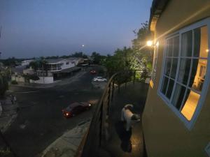 einem Hund, der auf einem Balkon eines Gebäudes wandelt in der Unterkunft Apto para turismo. Moderno cómodo y panorámico. in San Salvador