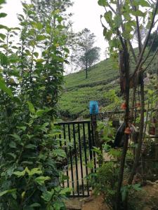 a gate in a tea plantation with a hill in the background at The Jungle Life Homestay Thangamalay Sanctuary Haputale by Gisela Sivam in Haputale