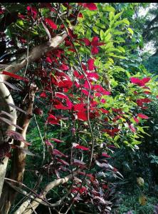 a bunch of red flowers on a tree at The Jungle Life Homestay Thangamalay Sanctuary Haputale by Gisela Sivam in Haputale