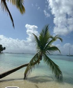 una palma su una spiaggia con l'oceano di San Blas Gabin SDT a Mamartupo