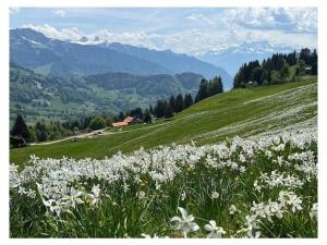 a field of white flowers on a hill with mountains at La Vigneronne, Garden in Blonay