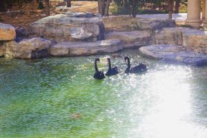 um grupo de três cisnes negros nadando em um lago em Wyndham Qingdao em Qingdao