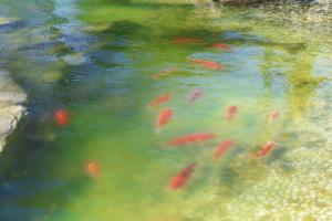 a group of fish swimming in a pond at Wyndham Qingdao in Qingdao