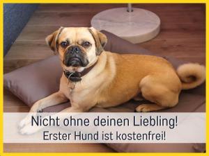 a dog laying on a pillow with the words night online delivered lifting easier hunt list at HaFe Ferienwohnung Bad Sachsa - waldnah, hundefreundlich, Smart Home Ausstattung in Bad Sachsa